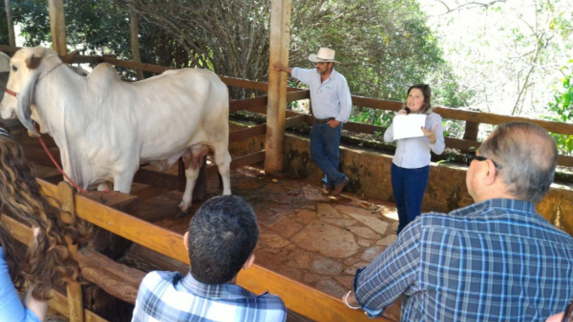 Dia de Campo PMGZ destaca evolução da raça Indubrasil  