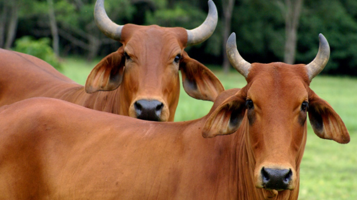 Sindi será a grande novidade da Expointer 2015