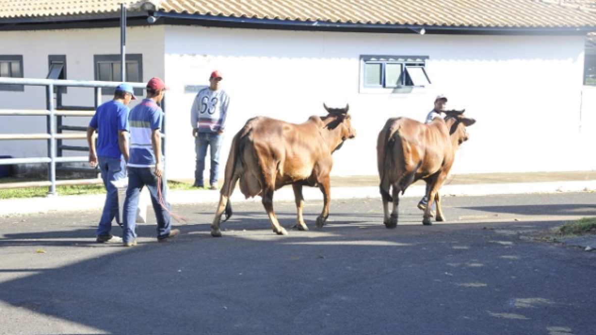 ABCZ oferece plantão veterinário aos animais participantes da ExpoZebu