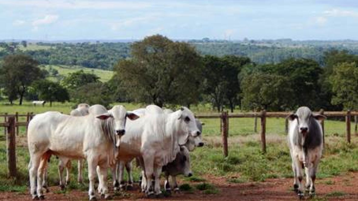 PNAT 2018: Fazu recebe primeiros animais para teste de eficiência alimentar