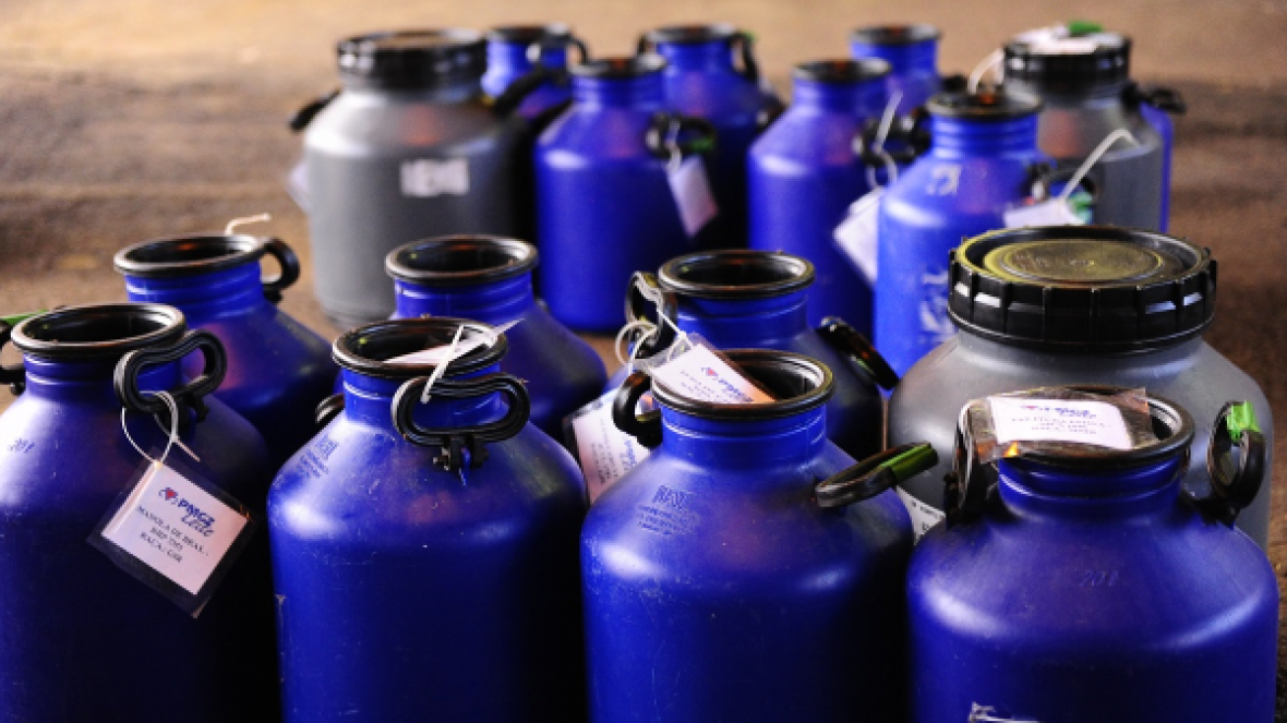 Amanhã (17) é o último dia para as inscrições no Concurso Leiteiro