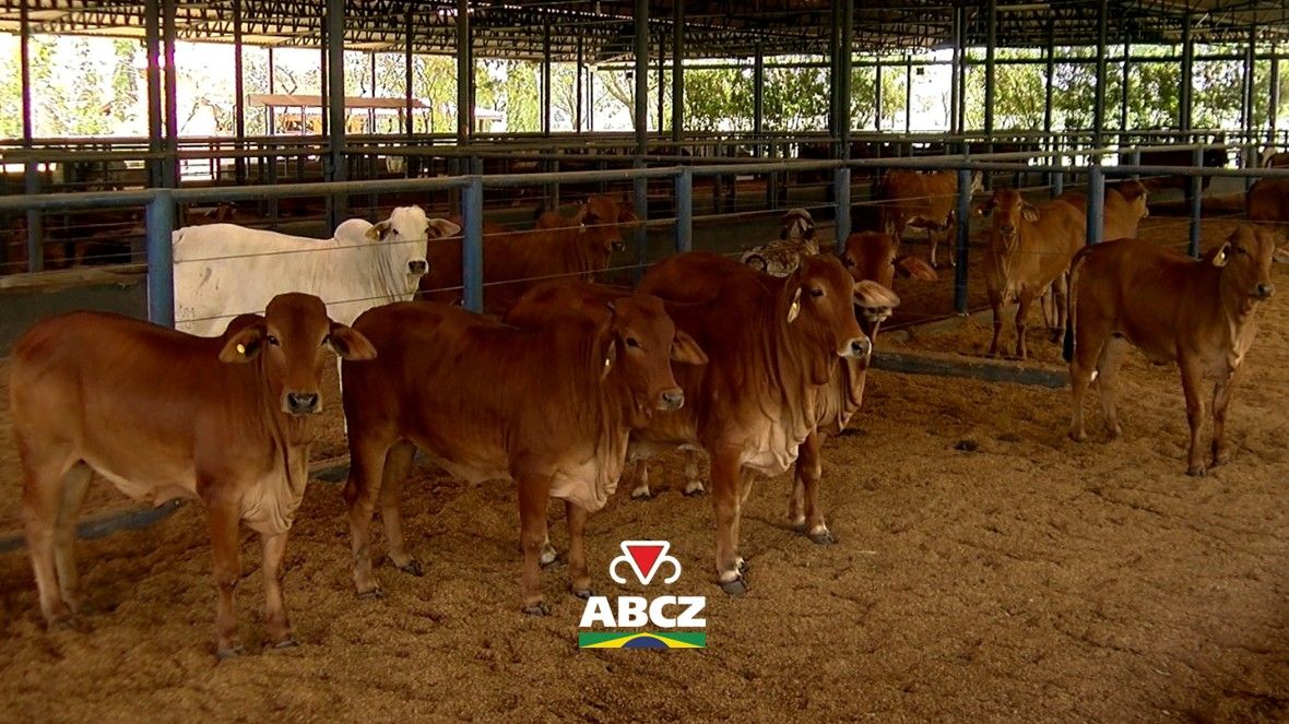 De Uberaba para a Bolívia: zebuínos embarcam após quarentena na Fazenda Experimental Orestes Prata Tibery Júnior