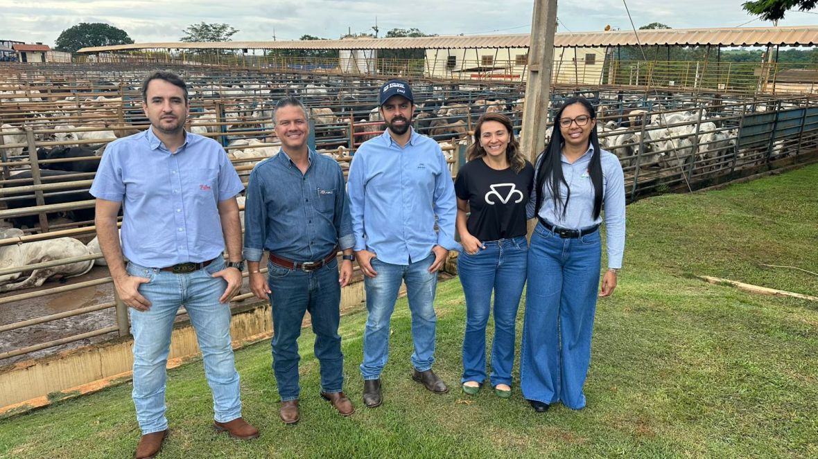 Genética de resultados: filhos de touros Nelore PO abatidos em novo programa da ABCZ ganham 2@ a mais que gado comercial no mesmo período de confinamento