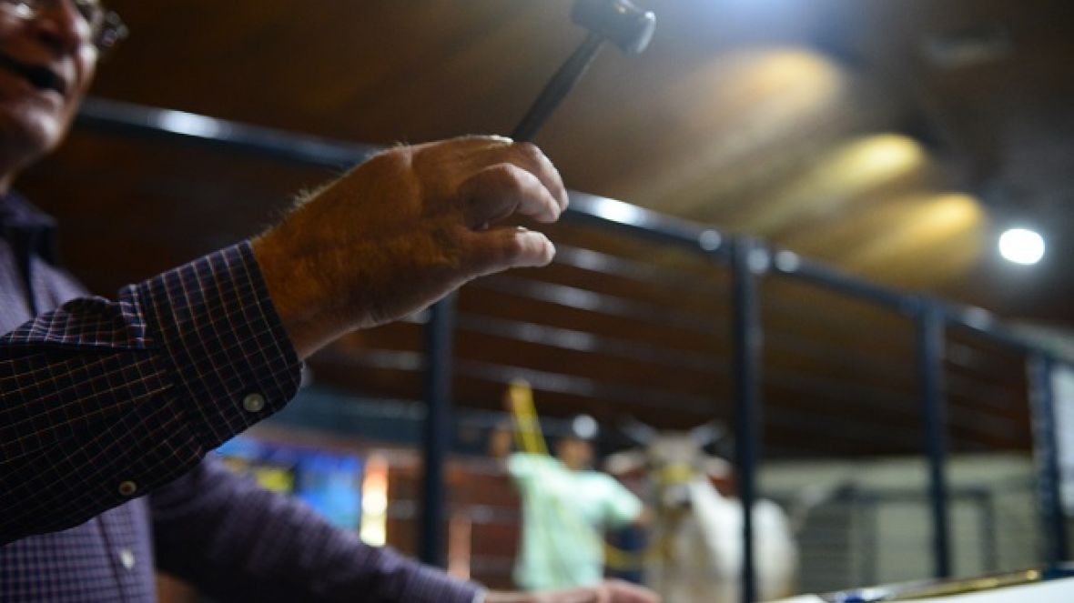 88ª ExpoZebu: Faturamento dos leilões já superou total registrado em 2022