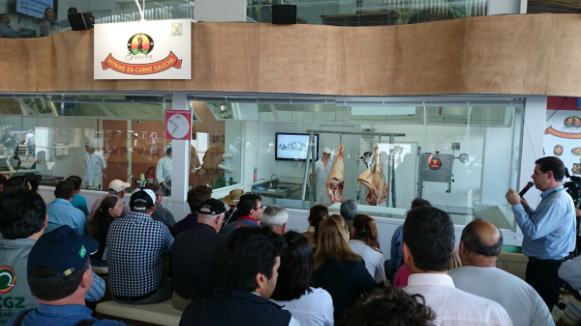 Zebu é reconhecido no Sul