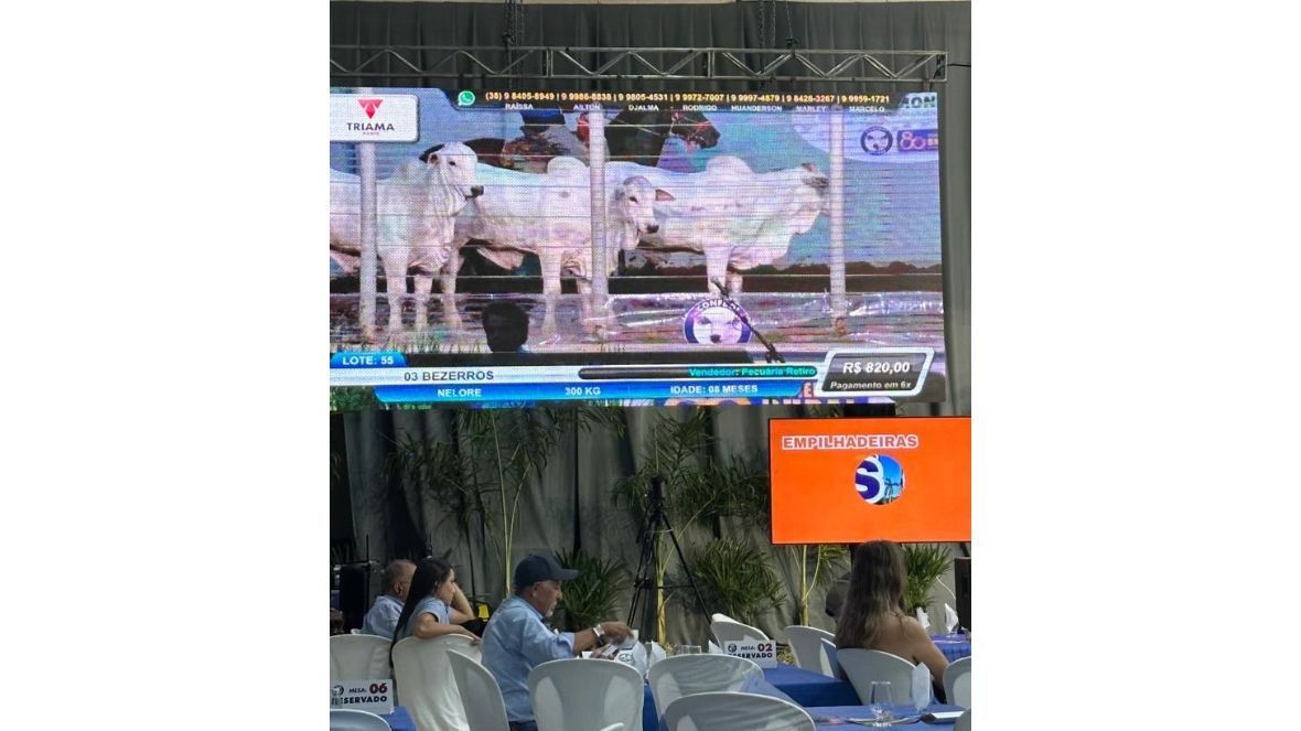 PMGZ Comercial: preço de bezerro categoria PC bate R$ 4,68 mil em leilão
