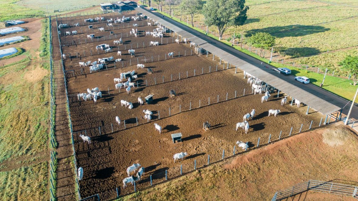 PNAT 2024: ABCZ divulga resultados do Teste de Desempenho e Eficiência Alimentar (TDEA)