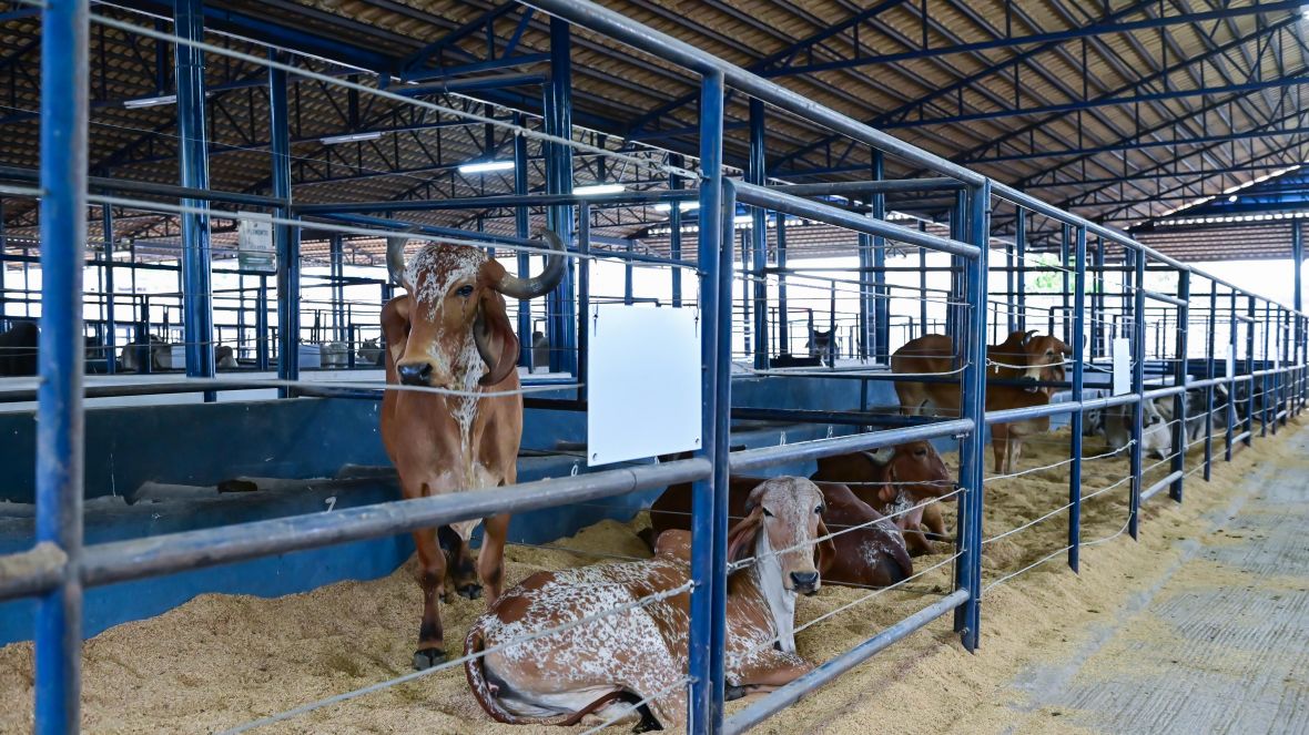 ABCZ irá sortear até R$ 15 mil entre compradores das Feiras Pró-Genética e Pró-Fêmeas – Edição ExpoLeite – em Uberaba (MG)