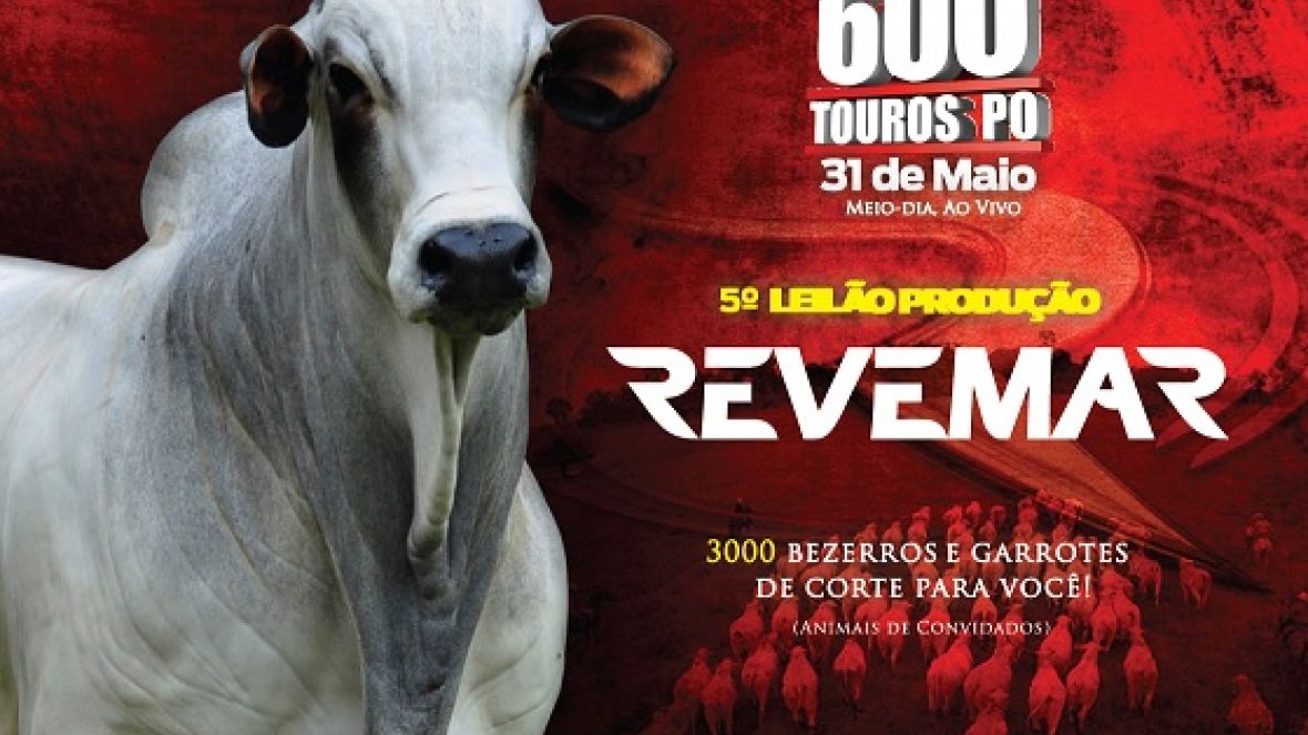 Leilão Revemar oferta 600 touros nelore PO no Pará