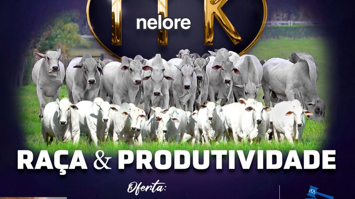 É HOJE: Leilão Virtual Nelore MK Raça e Produtividade ofertará 64 exemplares de Nelore