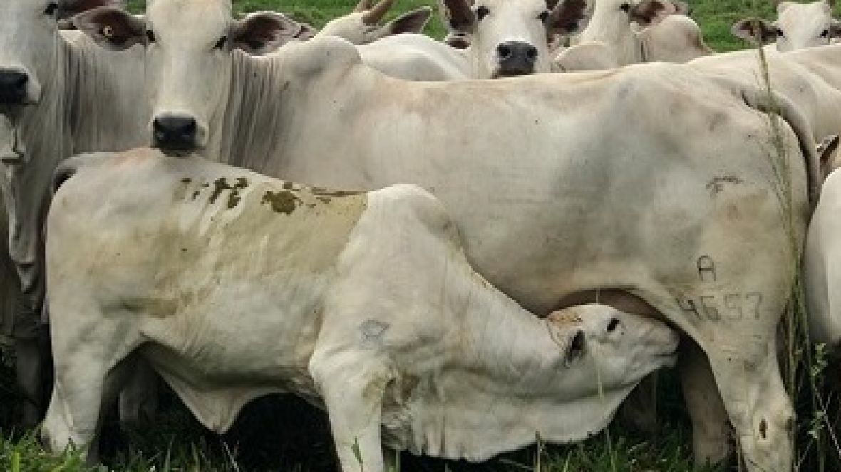 Gerente da ABCZ visita fazendas e apresenta detalhes do PMGZ na Bahia