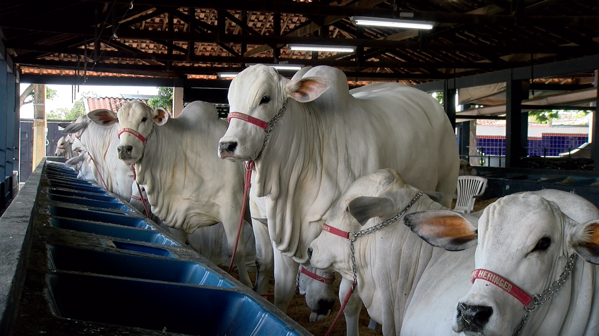 Animais da Expoinel Minas começam a chegar ao Parque Fernando Costa