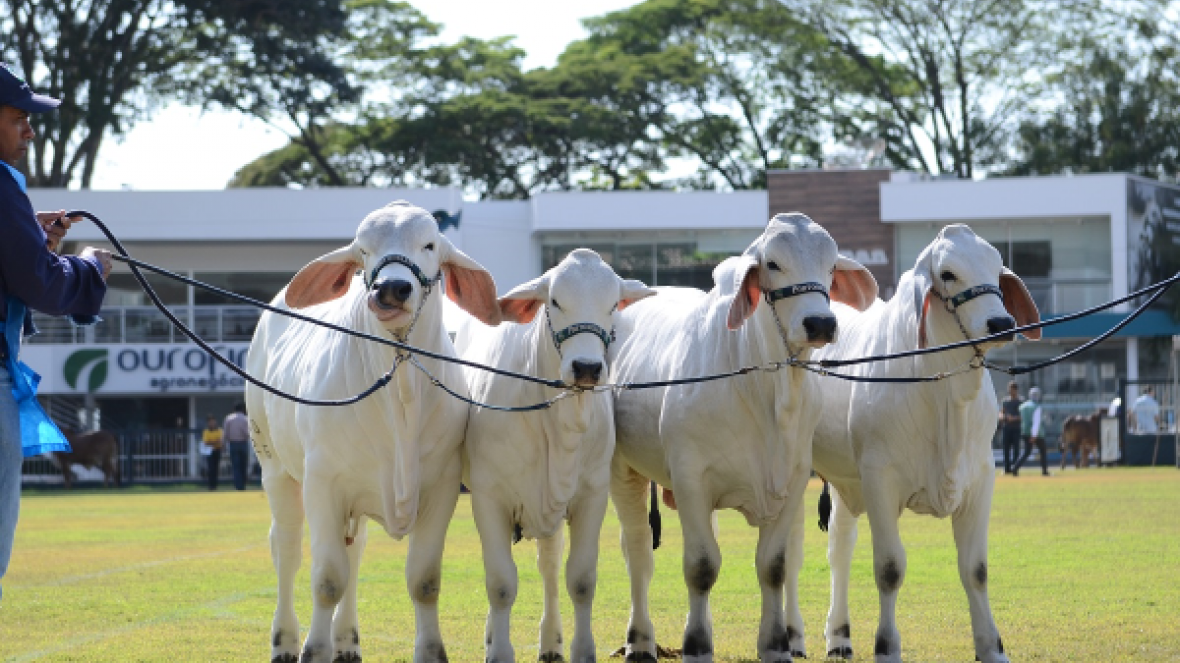 ExpoBrahman começa na próxima semana