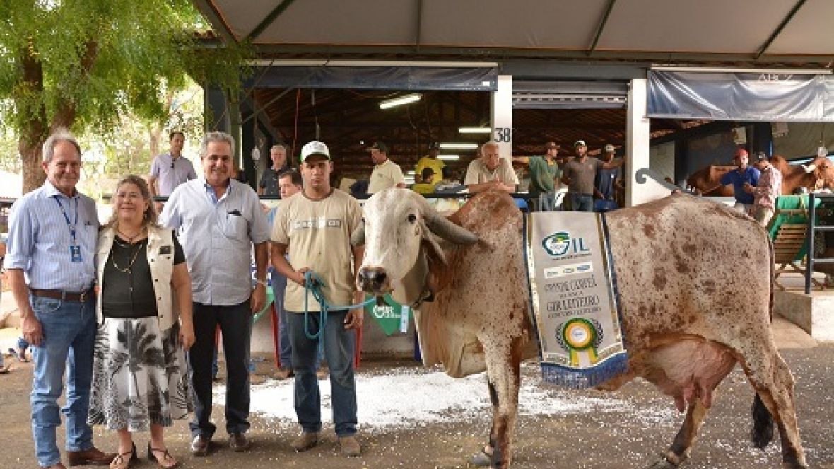 Raça Gir Leiteiro tem nova recordista mundial