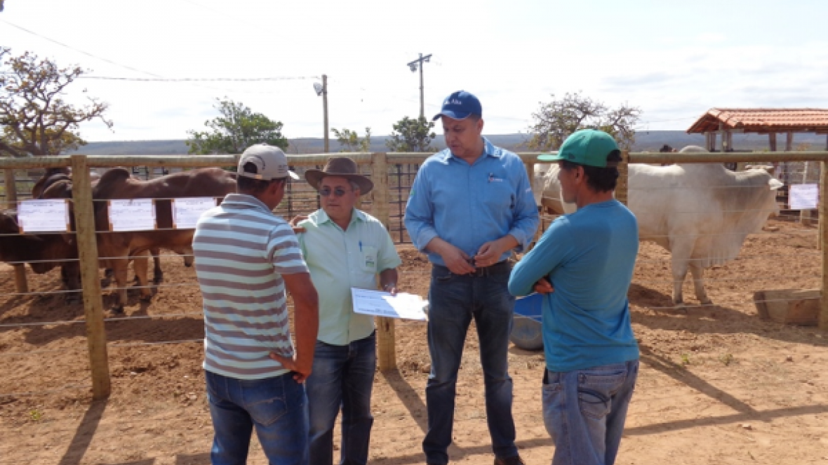Feira de Touros em Jequitaí atende à forte demanda por zebuínos na região