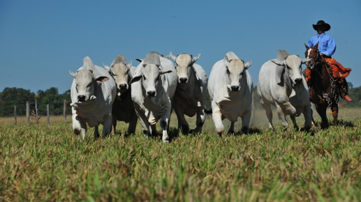 Novos certificados zoossanitários agilizam exportação de gado