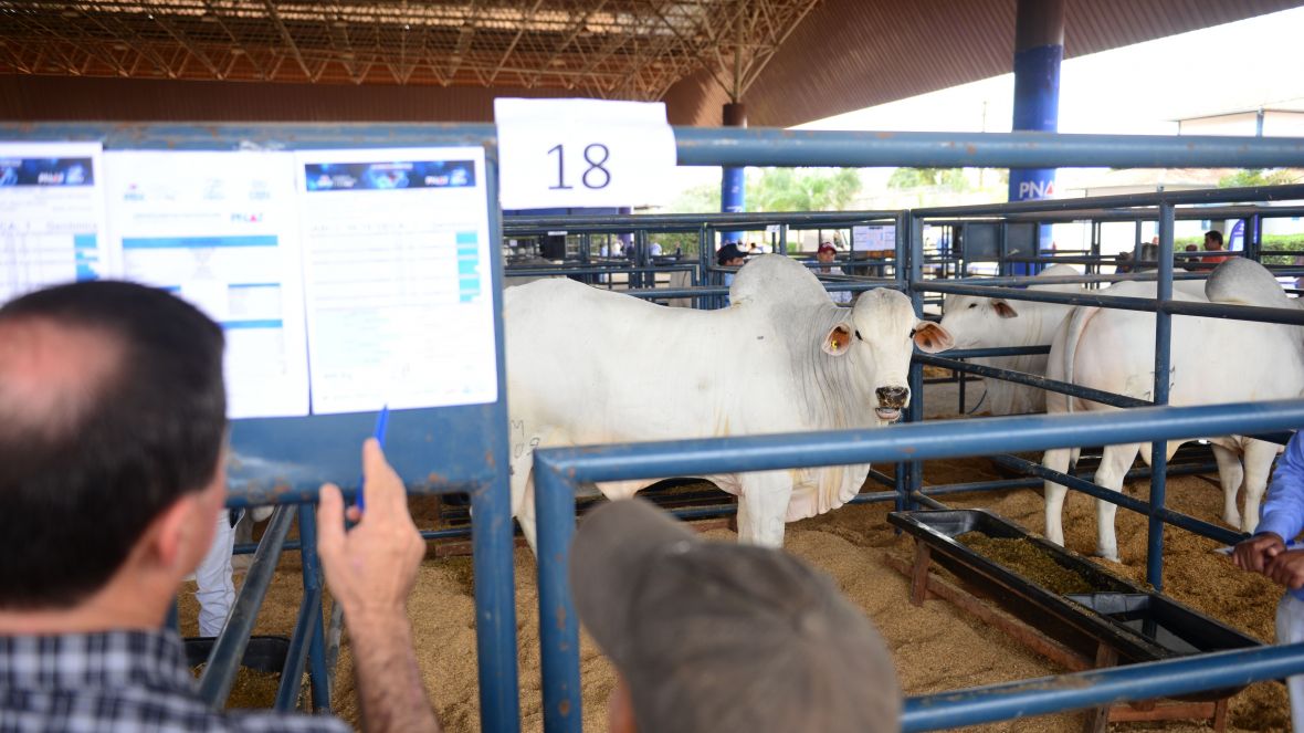ExpoGenética 2022: Votação de touros do PNAT marca programação desta quarta-feira (24)