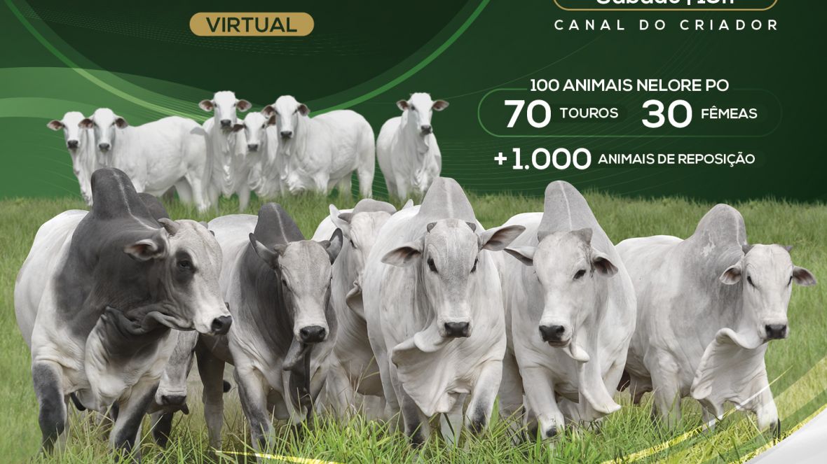 ‘Leilão Virtual VL Agropecuária e Fazenda Veneza’ será realizado no próximo sábado