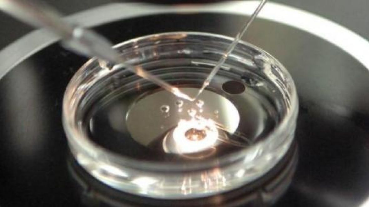 ABCZ comemora abertura para exportação de genética bovina para Arábia Saudita