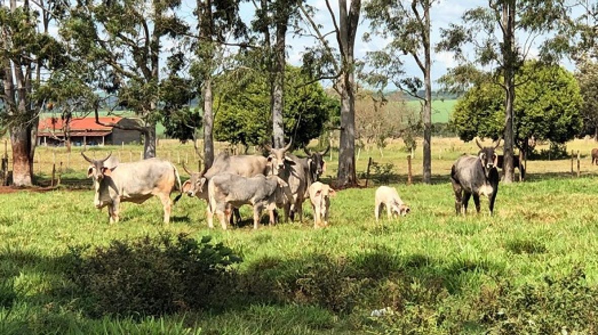 Gerente de Fomento e técnico de campo da ABCZ visitam a Cia Mate Larangeira parceiro do PMGZ