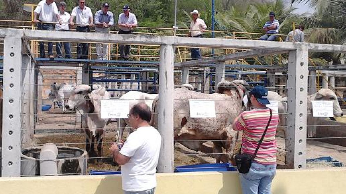 Cachoeiro de Itapemirim sedia feira do Pró-Genética