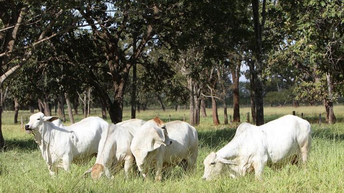 Pastagens renovadas: compromisso com a Sustentabilidade!