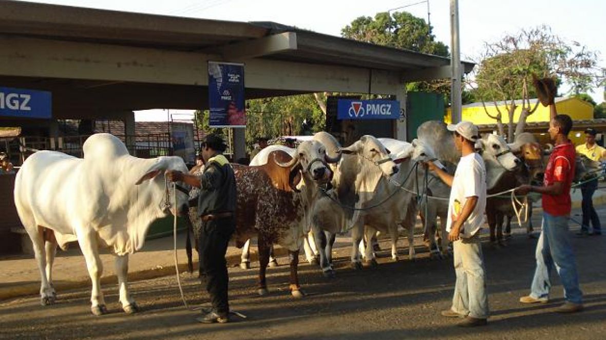 ABCZ divulga PMGZ durante a 1ª Goiás Genética
