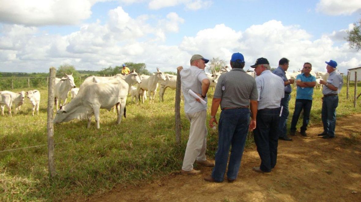 PMGZ com a excelência da pecuária zebuína do nordeste 