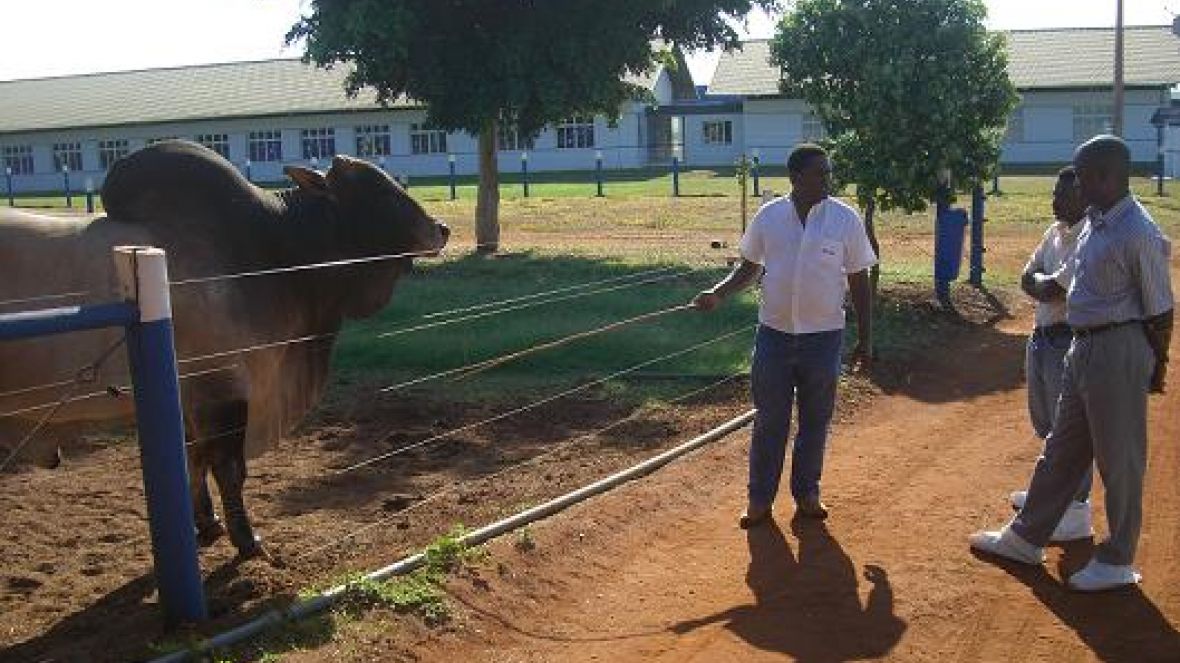 Técnicos do governo de Angola conhecem tecnologias empregadas na pecuária brasileira