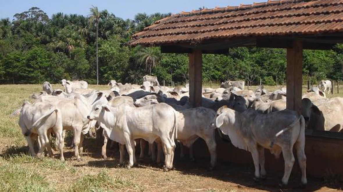 ABCZ faz pesagem inicial em PGP das raças brahman e tabapuã