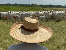 ABCZ disponibiliza dados de desempenho e avaliações genéticas de rebanhos participantes do PMGZ Comercial