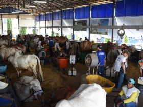 Realizada a primeira ordenha oficial do 44º Concurso Leiteiro