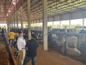 Sucesso da primeira Feira de Touros Pró-Genética do ano evidencia força da pecuária zebuína