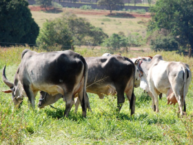 ExpoGenética e ExpoZebu terão Concurso Leiteiro Natural 