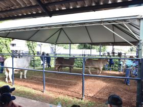 Brahman a Campo avalia genética, funcionalidade e desempenho na 90ª ExpoZebu