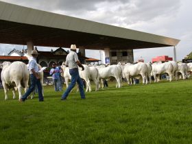 Expoinel Minas 2026 consagra Grandes Campeões no Parque Fernando Costa