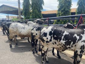 89ª ExpoZebu: prazo para admissão de animais se encerra na quarta-feira (24)