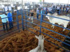 Últimos dias para inscrição de animais no PNAT 2018