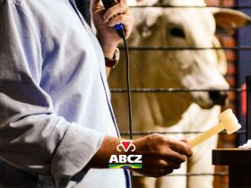 Leilões da 91ª ExpoZebu ultrapassam R$ 100 milhões movimentados