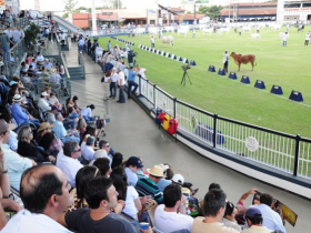Categoria baby passa a ser novidade para algumas raças na 81ª ExpoZebu 