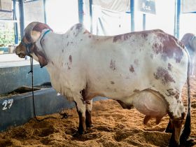 2ª ExpoLeite: vaca Gir Leiteiro bate recorde mundial de produção de leite, em Uberaba (MG)