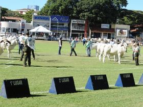 Abertas inscrições para ExpoZebu 2015