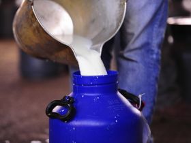 Regulamento do Concurso Leiteiro 2018 é adaptado à nova normativa do MAPA