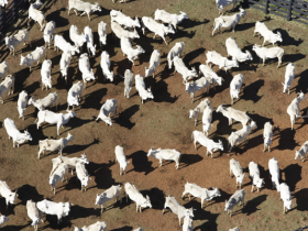 Ministério busca novos mercados para a venda de gado vivo