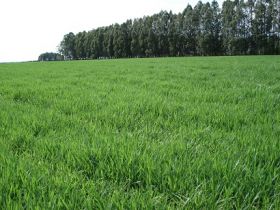 Matsuda lança novas cultivares de Brachiaria e Panicum na ExpoZebu Dinâmica