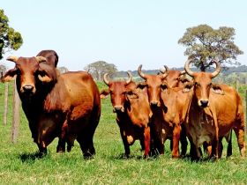 Ciclo de palestras FAZU/SRU aborda tema Escolha de Reprodutores