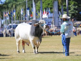 88ª ExpoZebu: Domingo será marcado por início dos julgamentos