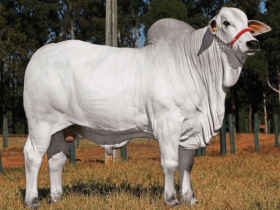 Filho de touro PNAT é Campeão Bezerro na Expoinel 2017