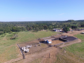 Criadores do Tocantins realizam PGP a pasto