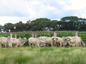 Em parceria com a ABCZ, Associação Brasileira dos Criadores de Tabapuã promove Prova de Ganho de Peso
